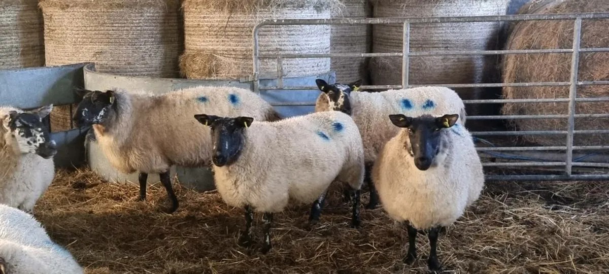 In lamb Milford ewes - Image 4