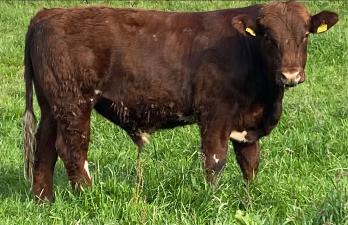 Pedigree Easy Calving Shorthorn Bulls - Image 2