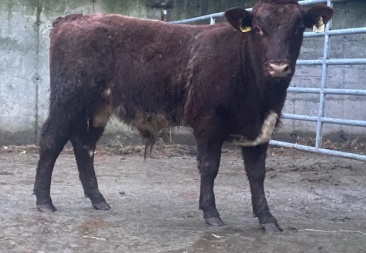 Pedigree Easy Calving Shorthorn Bulls - Image 4
