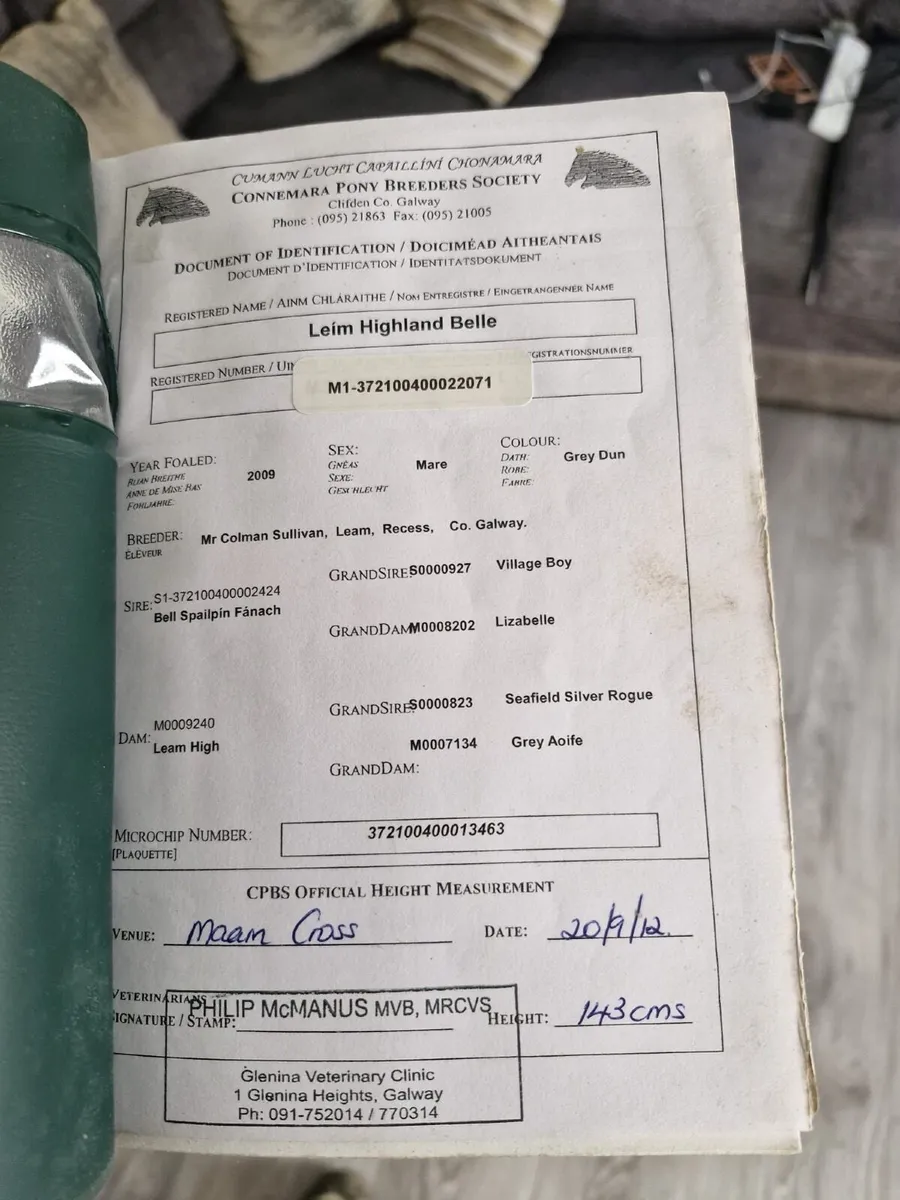 Connemaras - Image 2