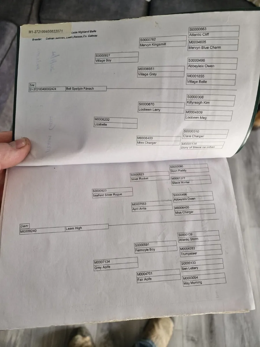 Connemaras - Image 3