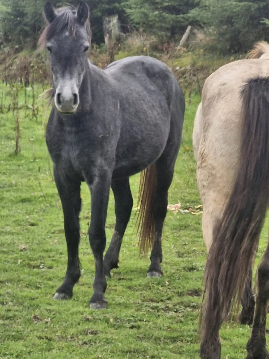 Connemaras - Image 4