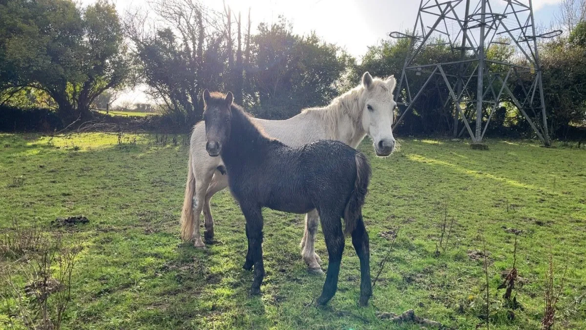 Connemaras - Image 1