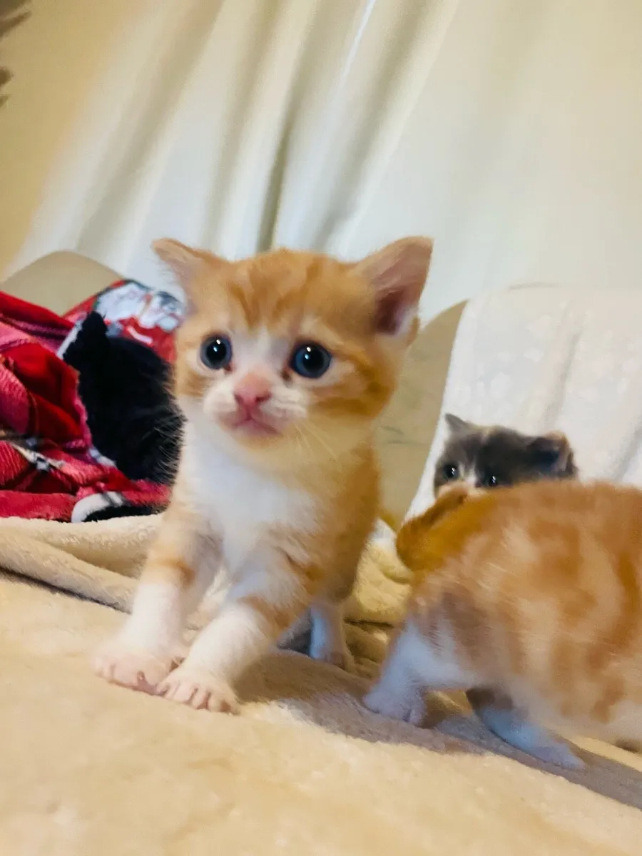 Persian X Kittens - Image 3