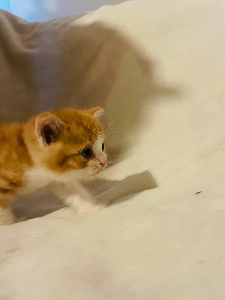 Persian X Kittens - Image 4