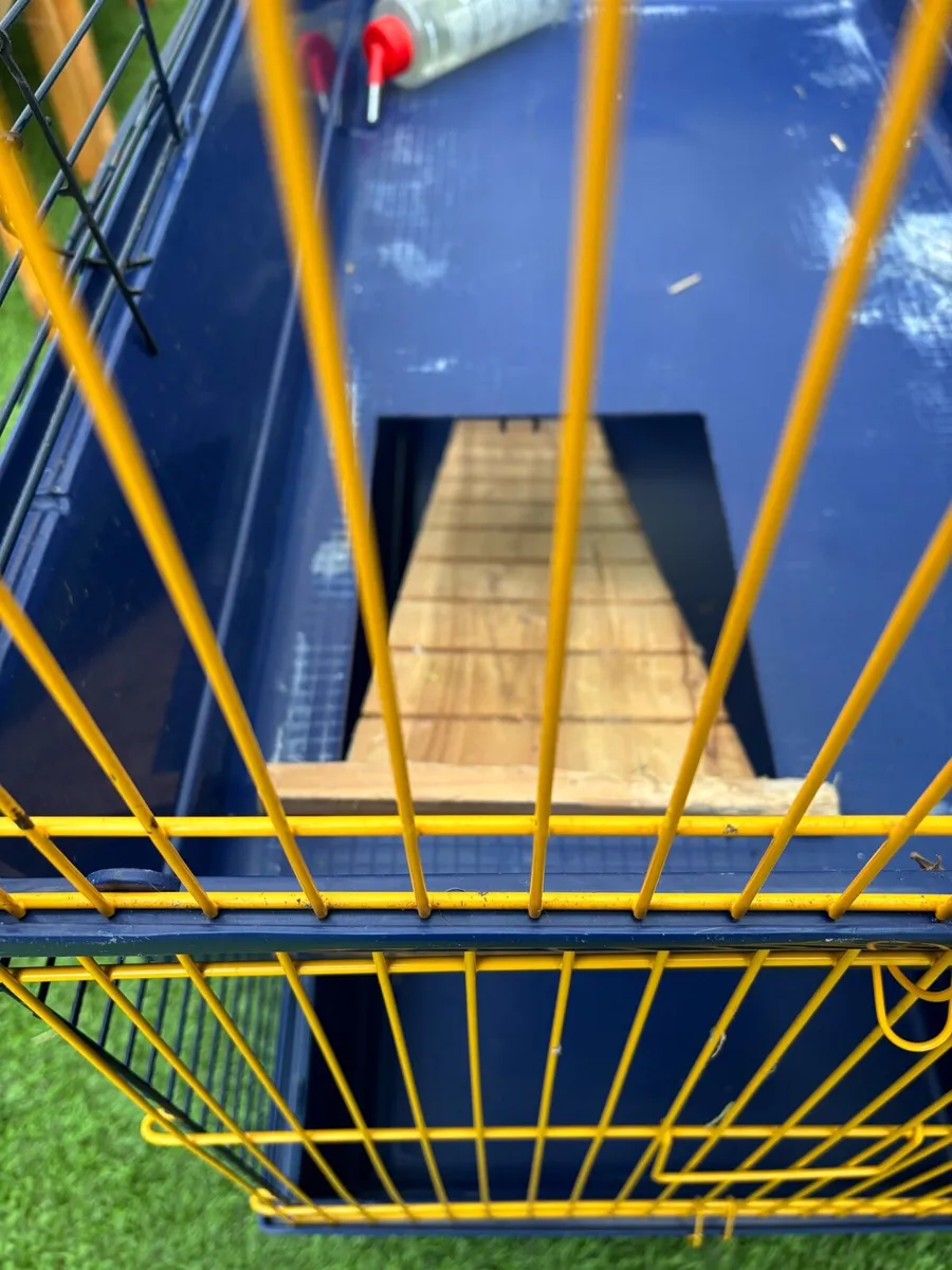 Guinea Pig/Rabbit Cage - Image 2