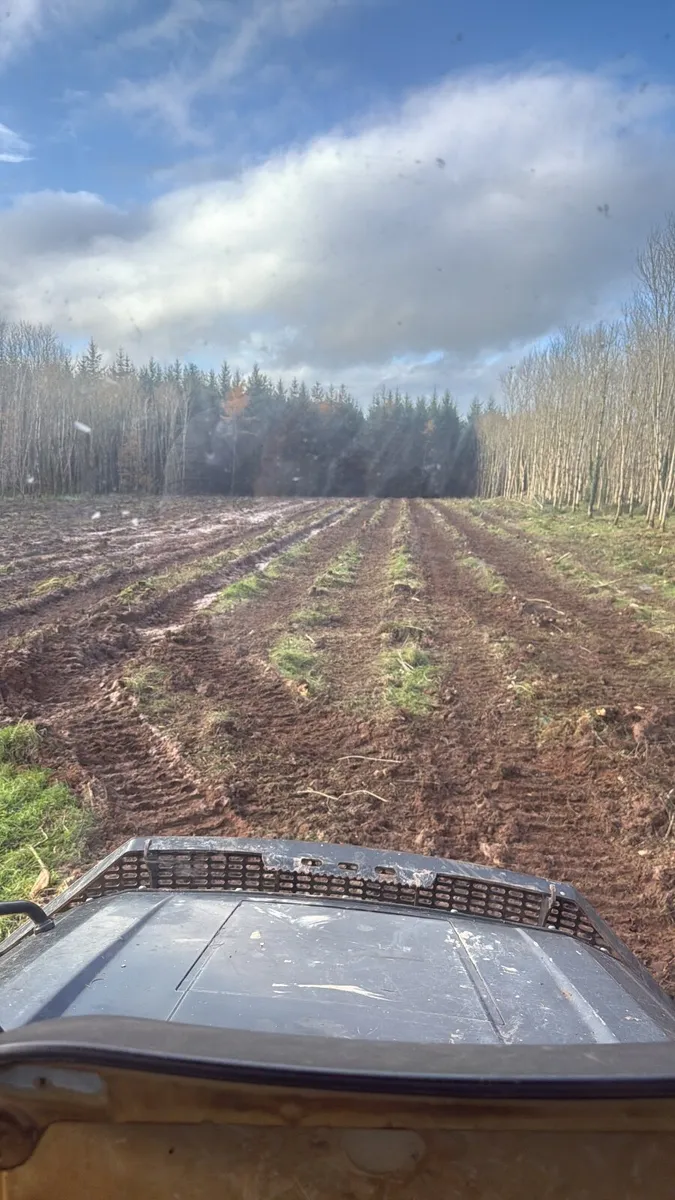 Ash forestry hardwood - Image 1