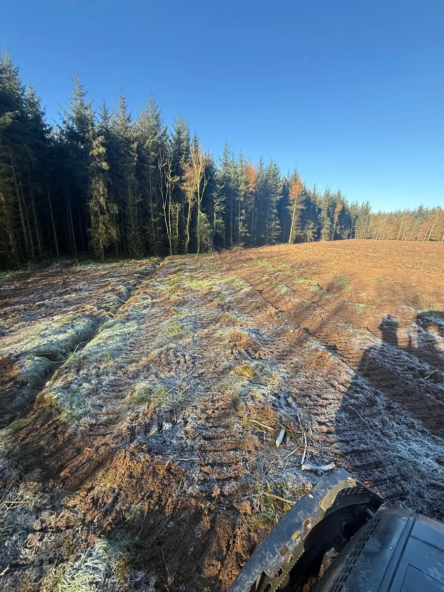 Ash forestry hardwood - Image 3