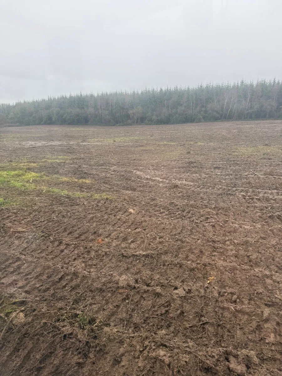 Ash forestry hardwood - Image 4