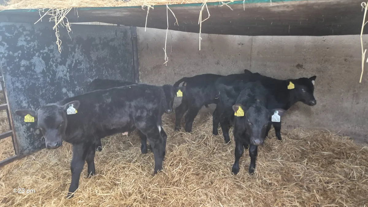 5 Aberdeen Angus bull calves - Image 1