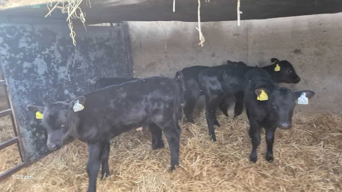 5 Aberdeen Angus bull calves - Image 3