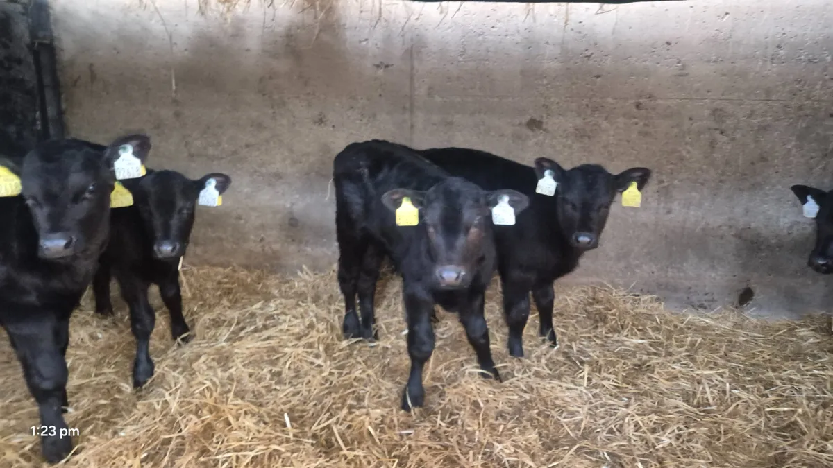 5 Aberdeen Angus bull calves - Image 4