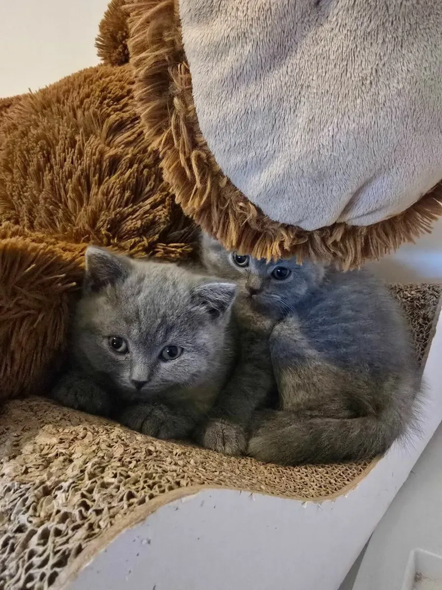 British Shorthair Kittens - Image 4