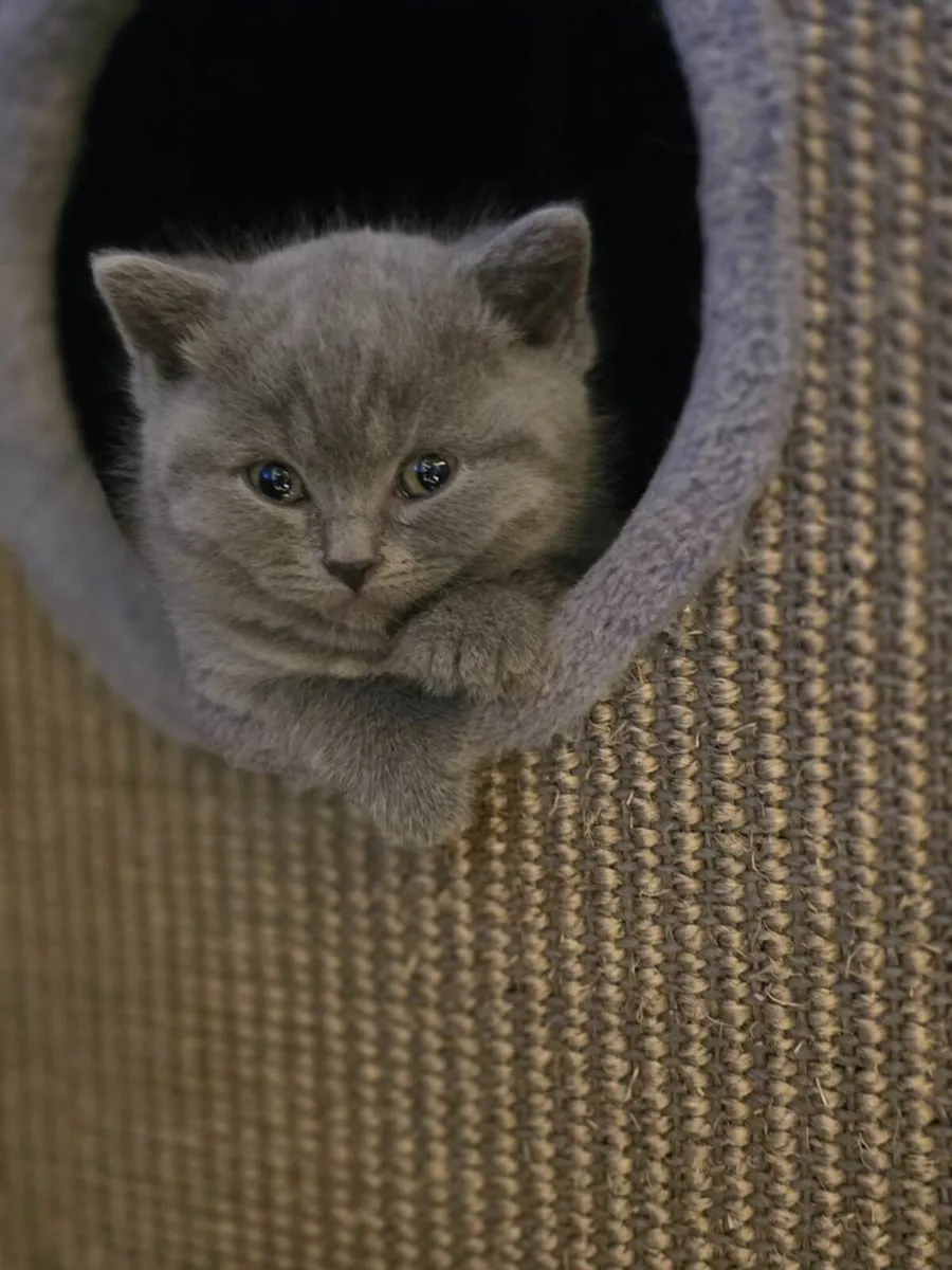 British Shorthair Kittens - Image 1
