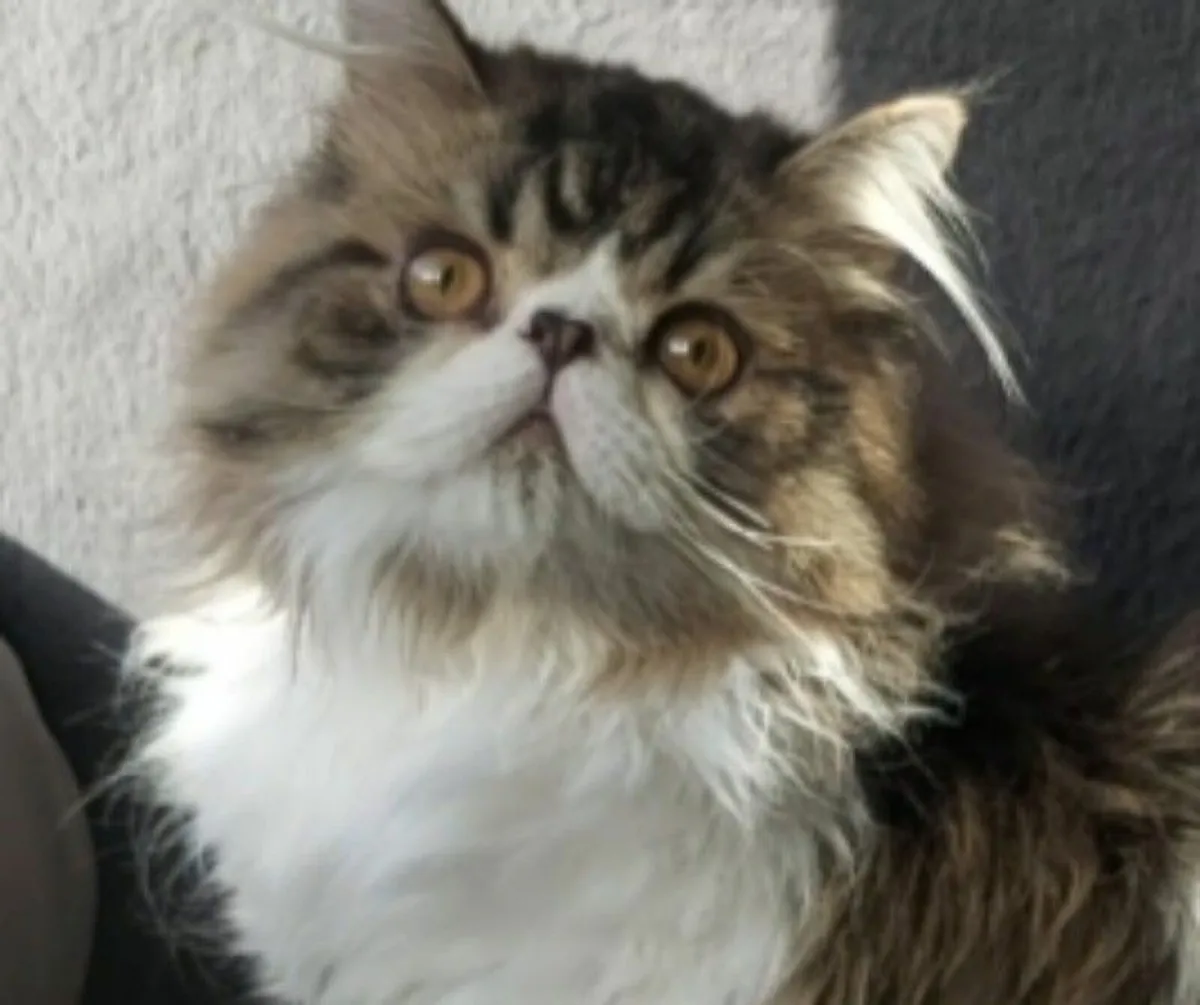 Persian  exotic tip kitten (can deliver) - Image 3