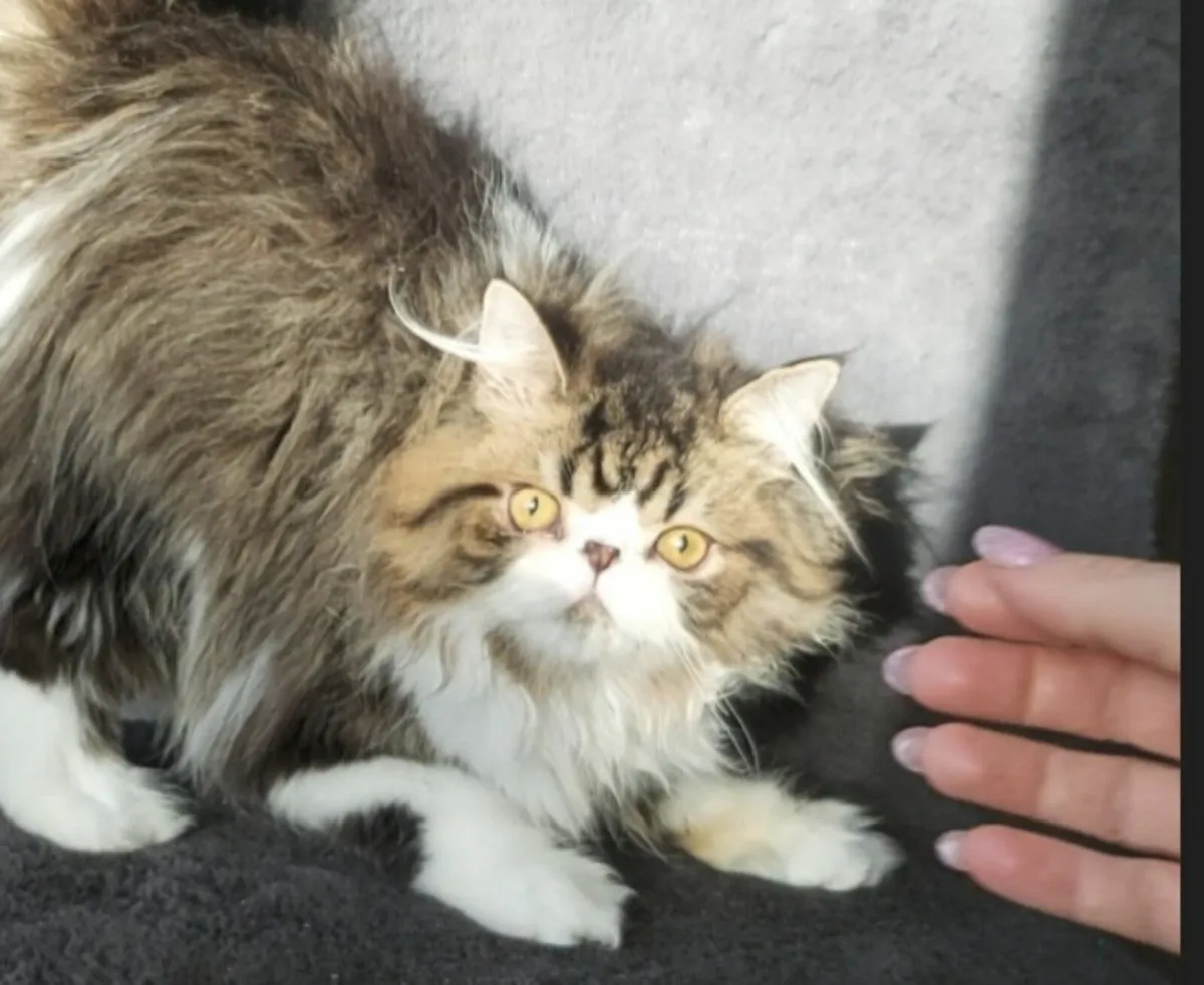 Persian  exotic tip kitten (can deliver) - Image 4