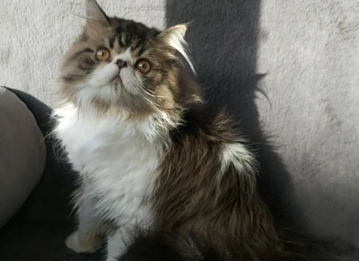 Persian  exotic tip kitten (can deliver) - Image 1