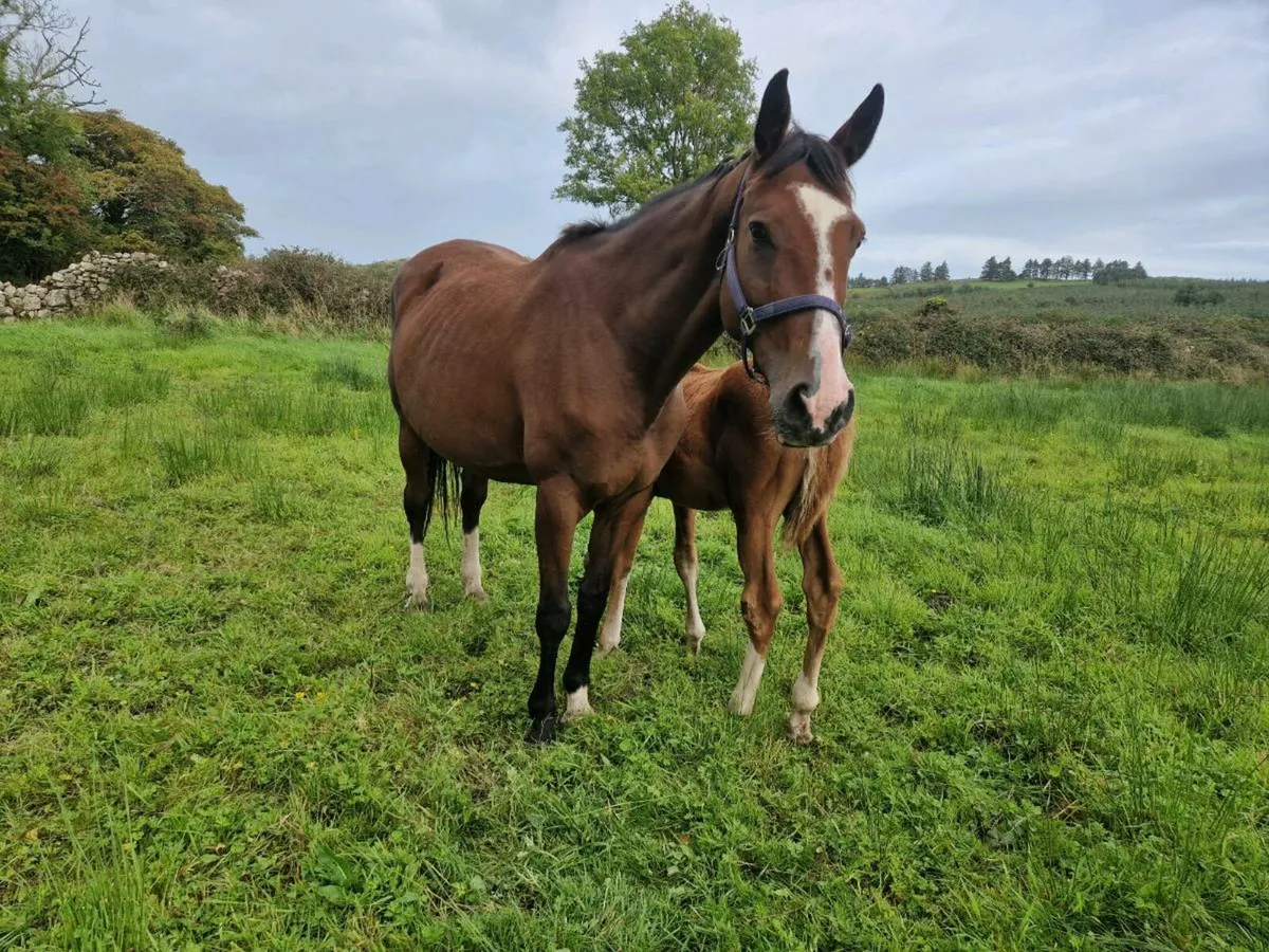 Sport Horse Broodmare - Image 1