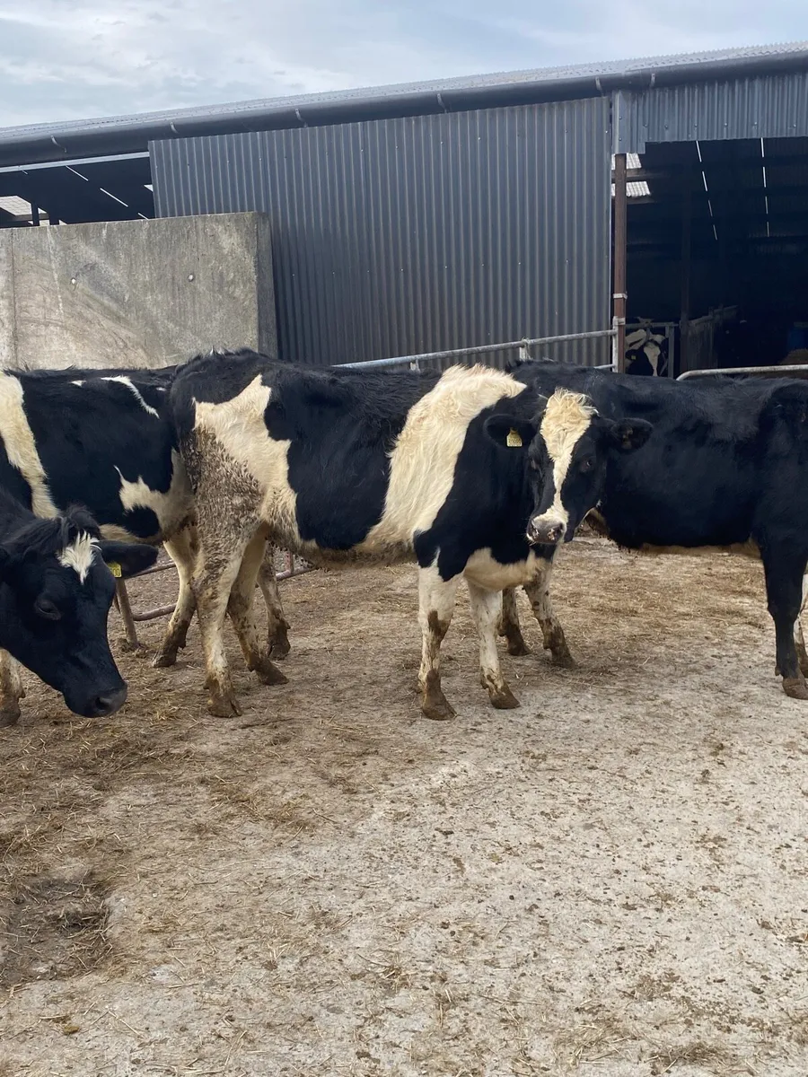 Incalf Heifers - Image 2