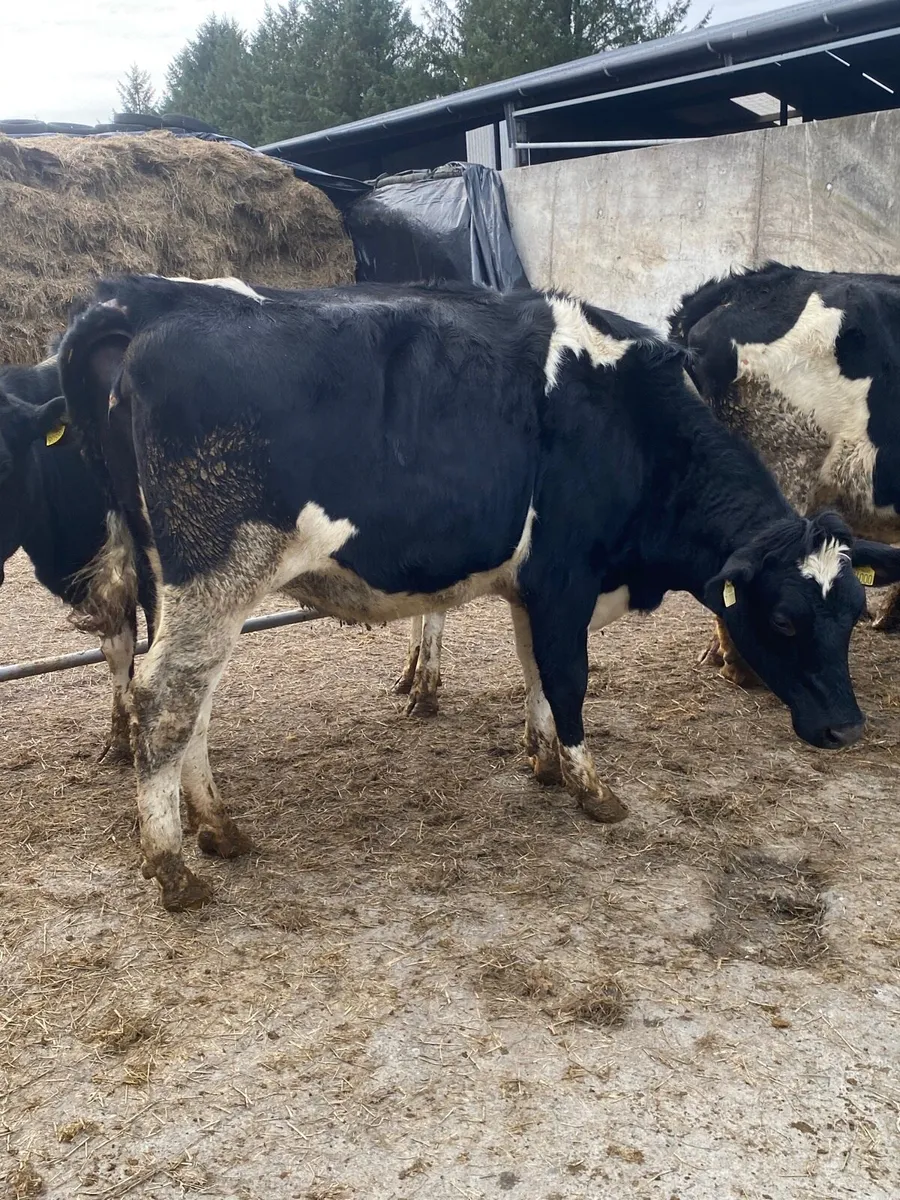 Incalf Heifers - Image 3