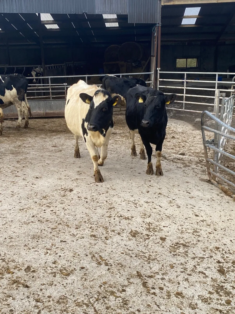 Incalf Heifers - Image 1