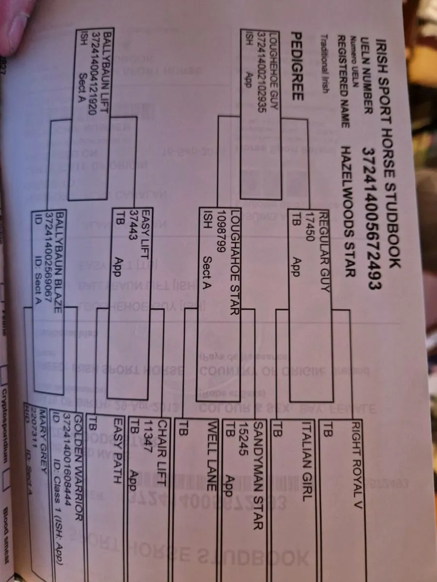 Sport Horse Broodmare - Image 2