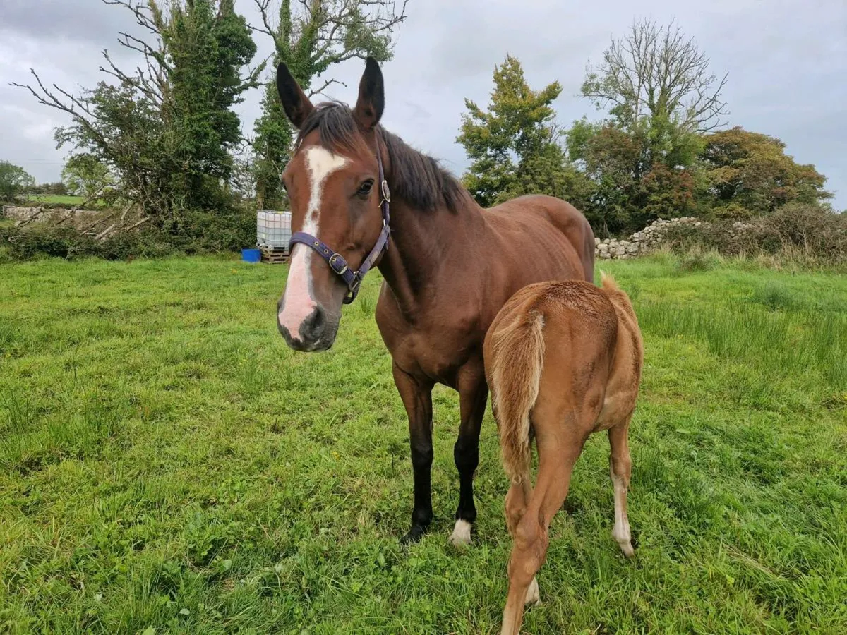 Sport Horse Broodmare - Image 3