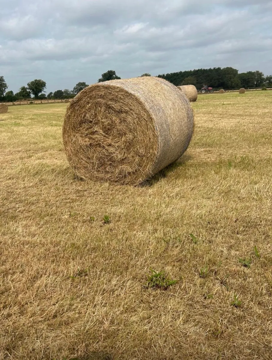 Hay - Image 2