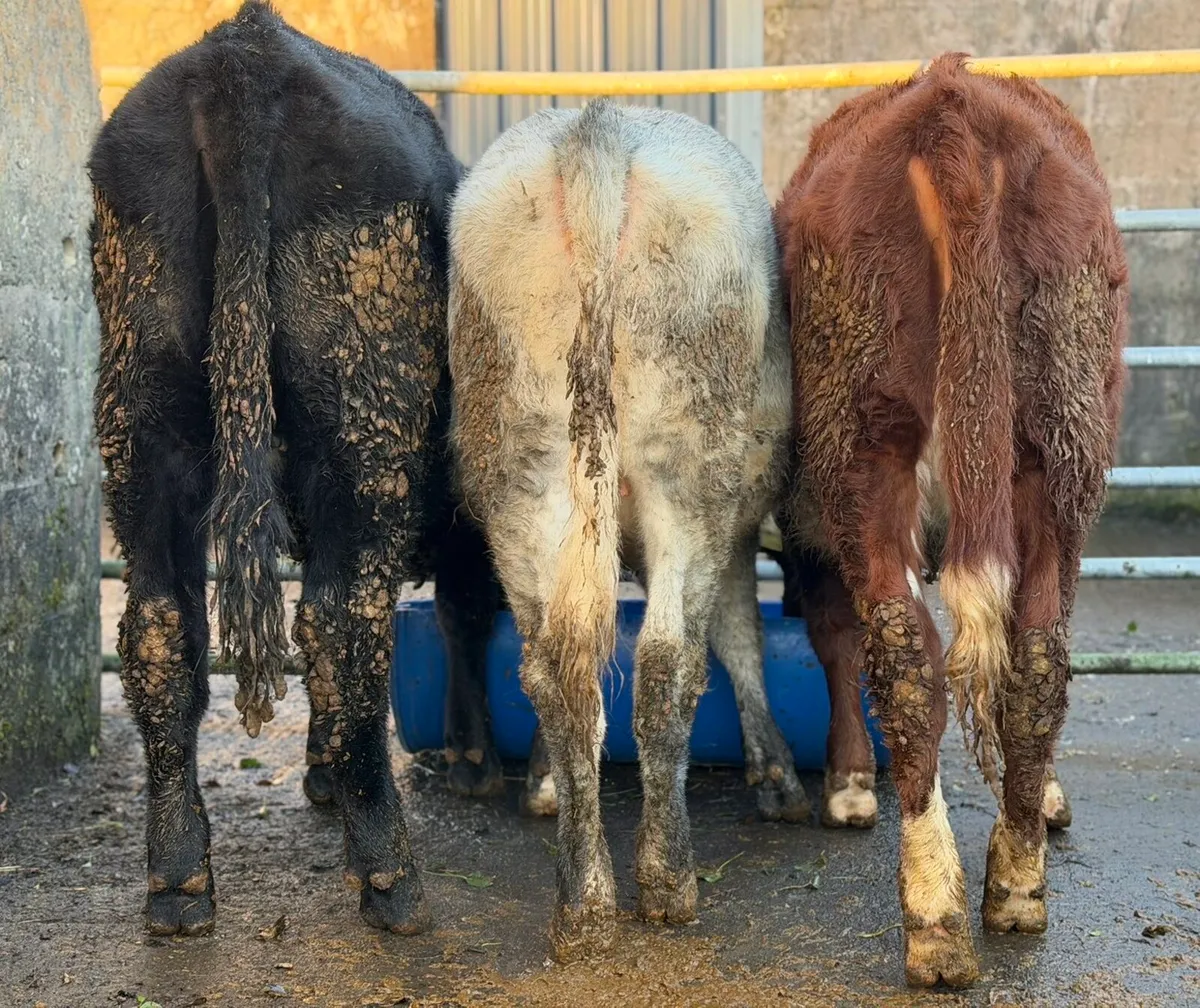 3 lovely heifer weanlings - Image 1