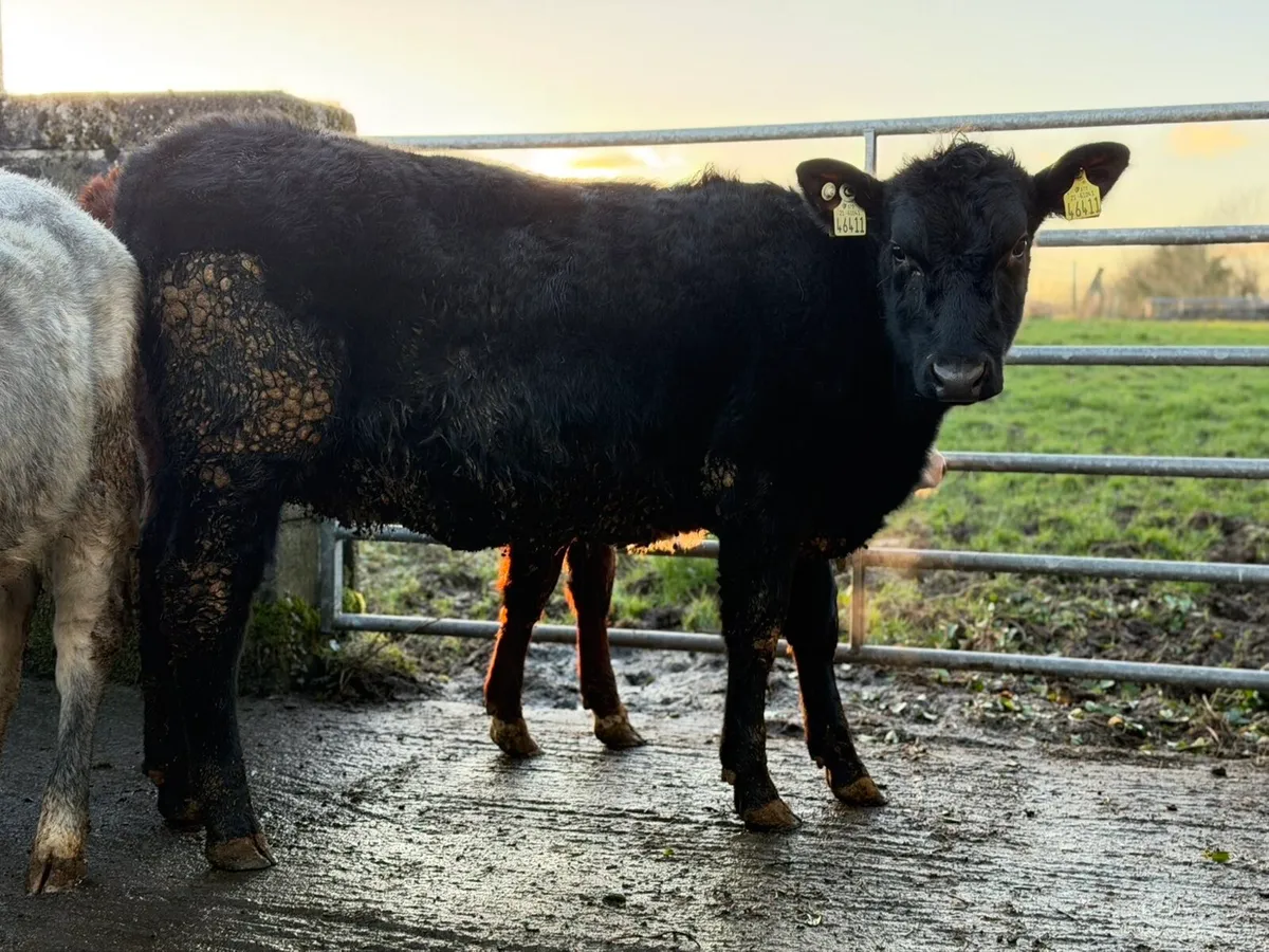 3 lovely heifer weanlings - Image 2