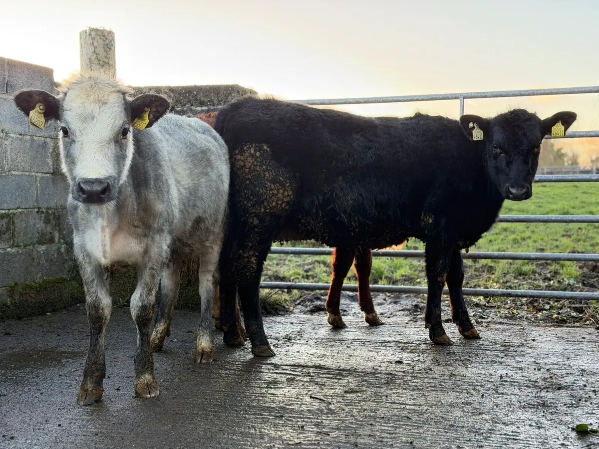 3 lovely heifer weanlings - Image 4