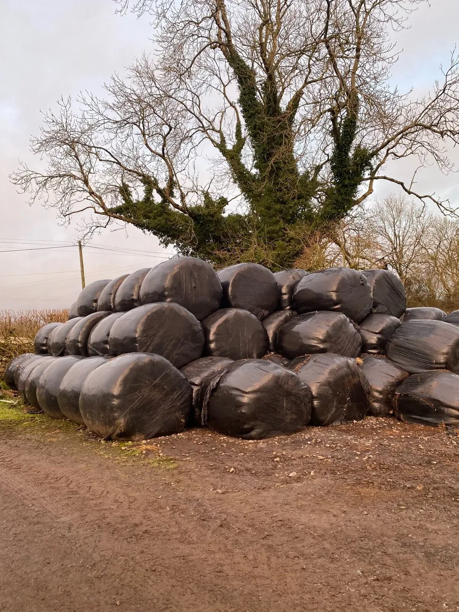 Bales of silage - Image 1