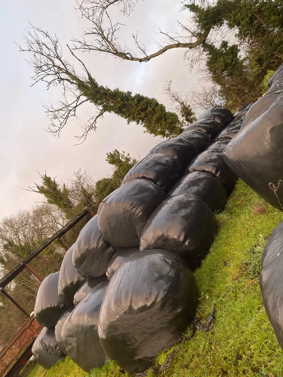 Bales of silage - Image 2