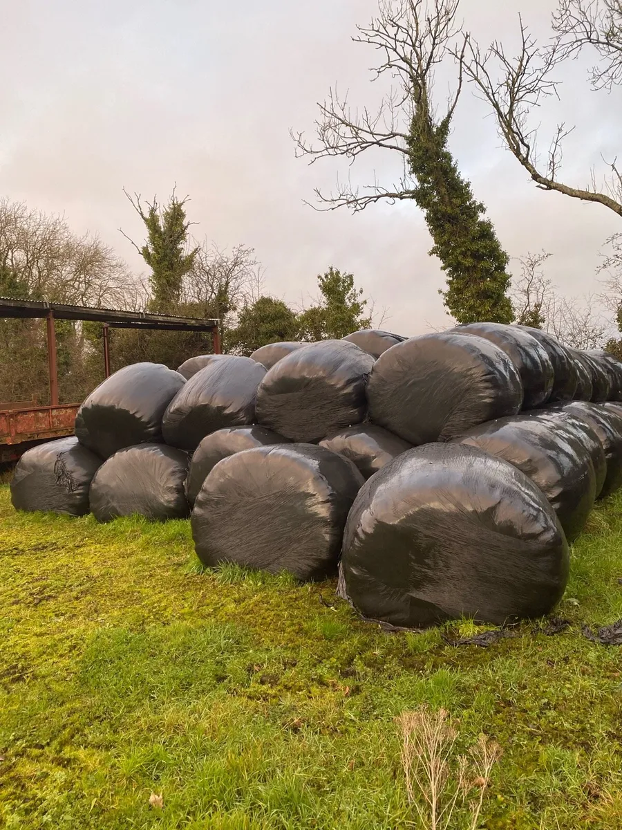 Bales of silage - Image 3