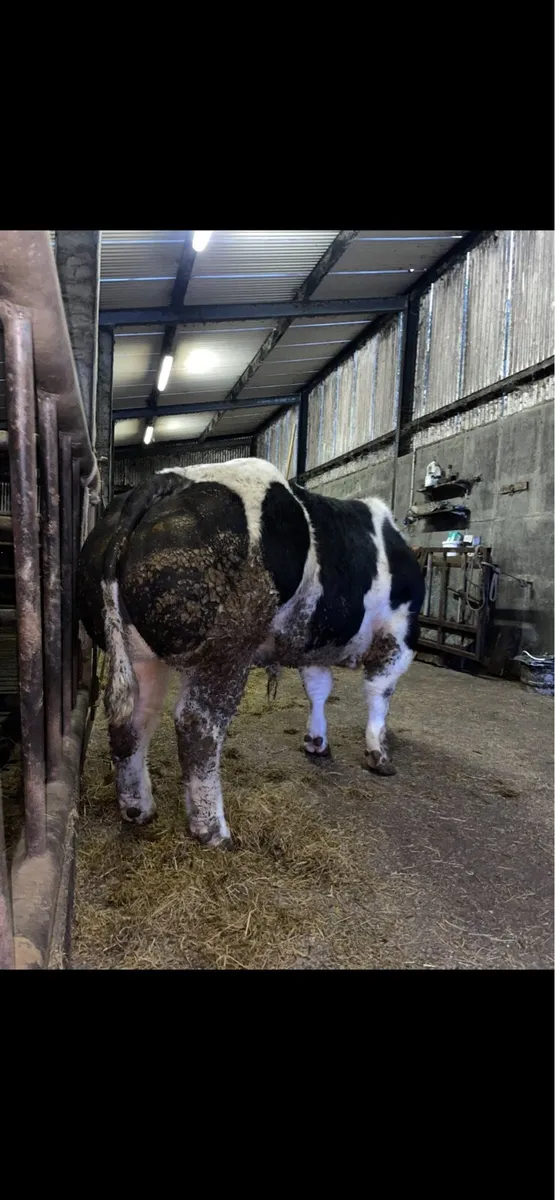 Pbr Belgium blue bull - Image 2