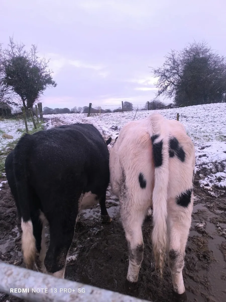 2 milking springers - Image 3
