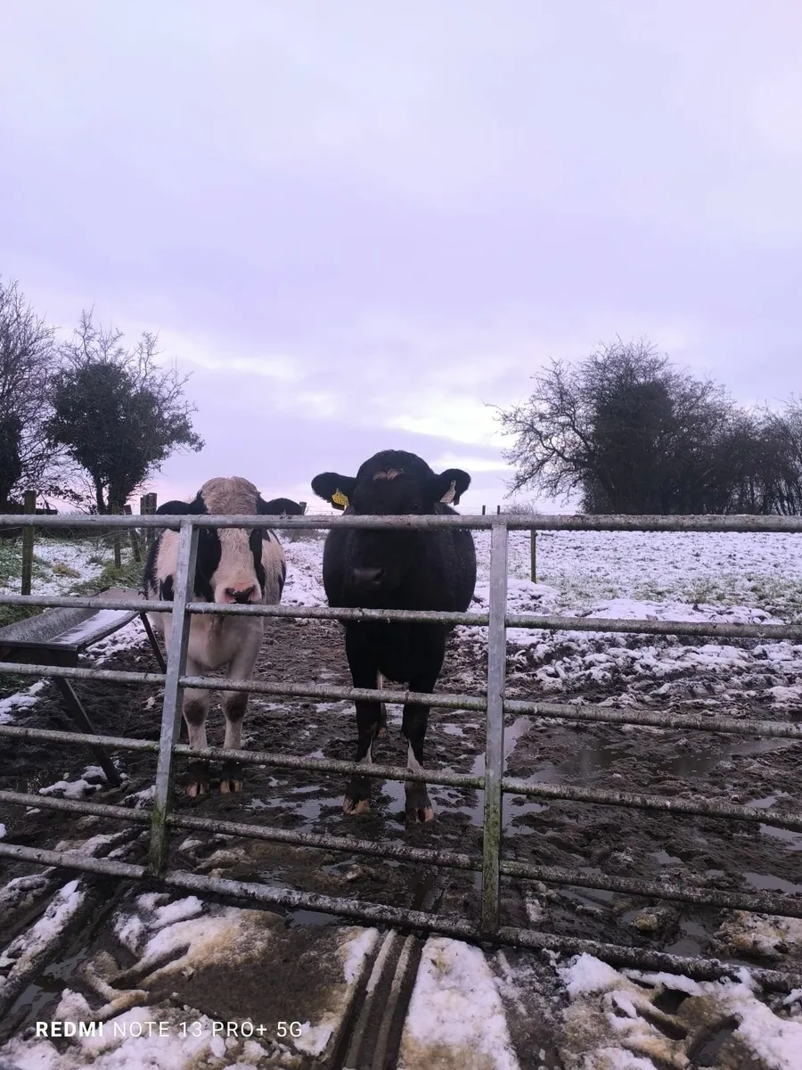 2 milking springers - Image 4