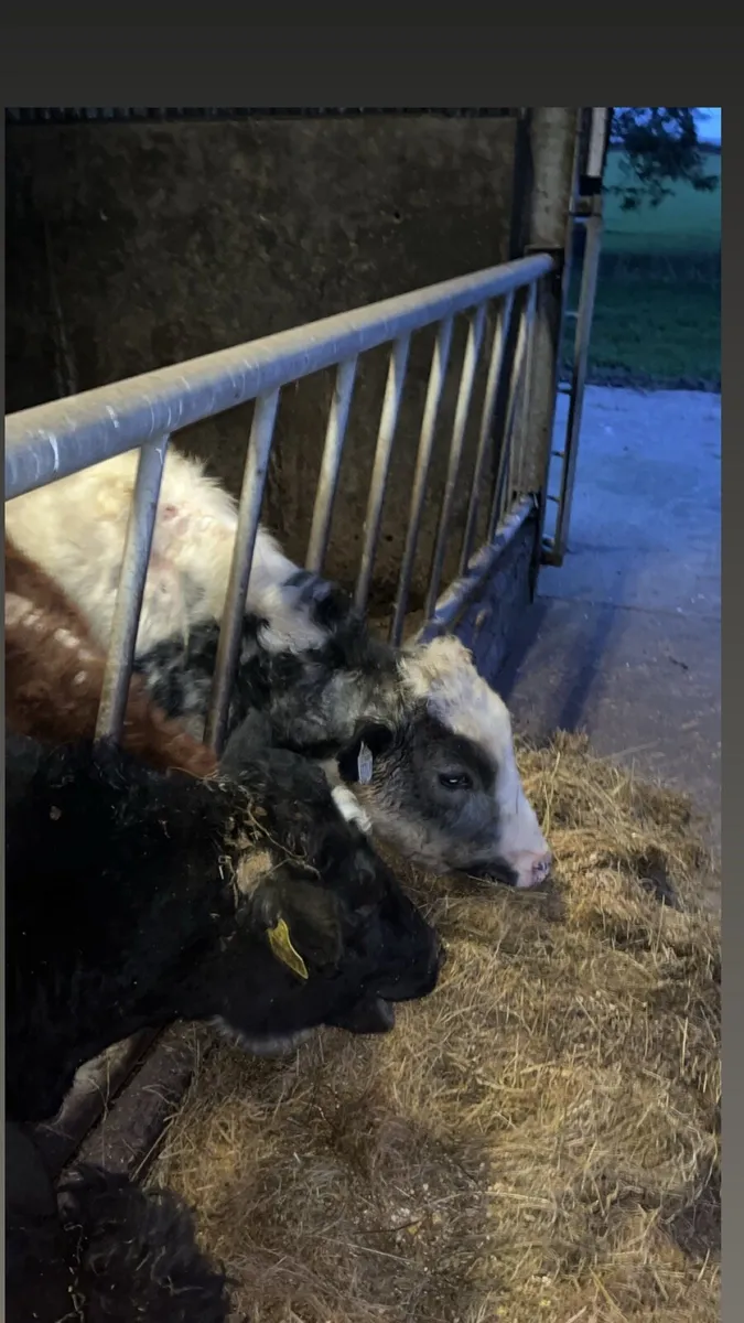 Squeezing and cattle jobs