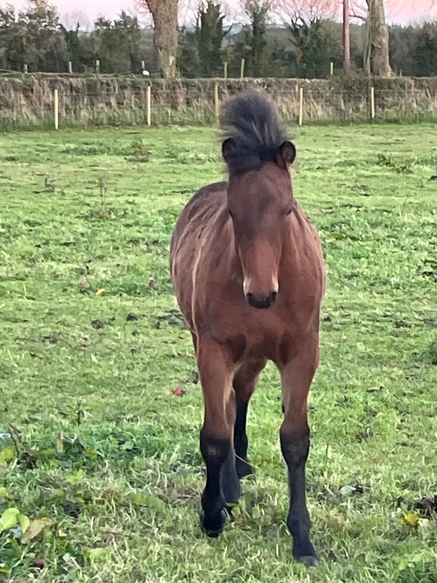 Connemara colt - Image 1