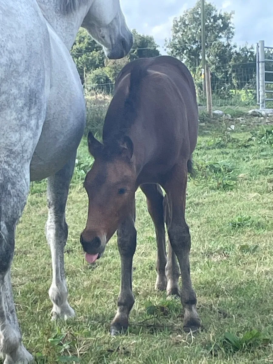 Connemara colt - Image 3