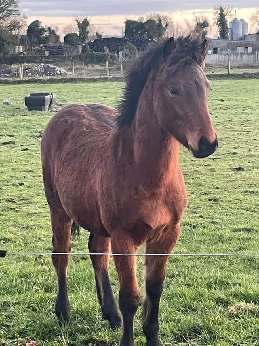 Connemara colt - Image 4