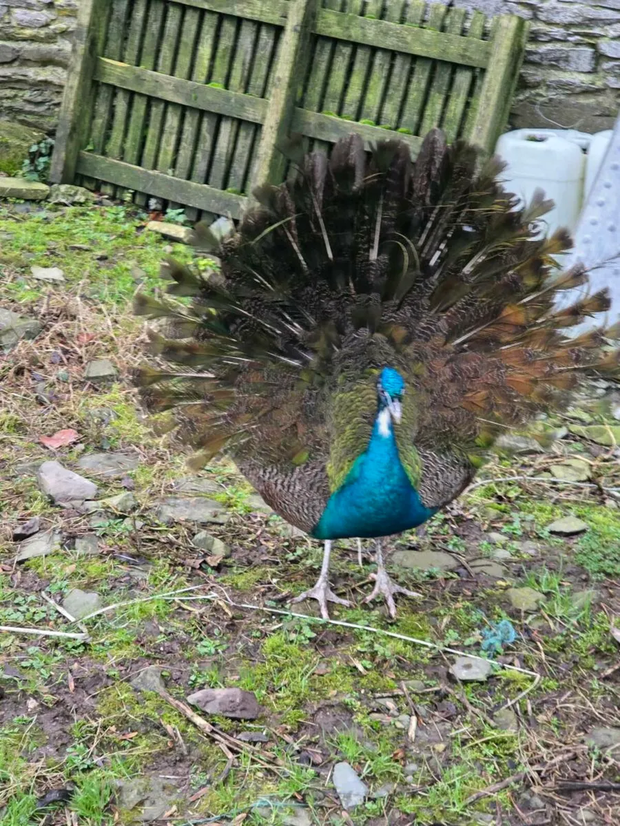 Peafowl - Image 1