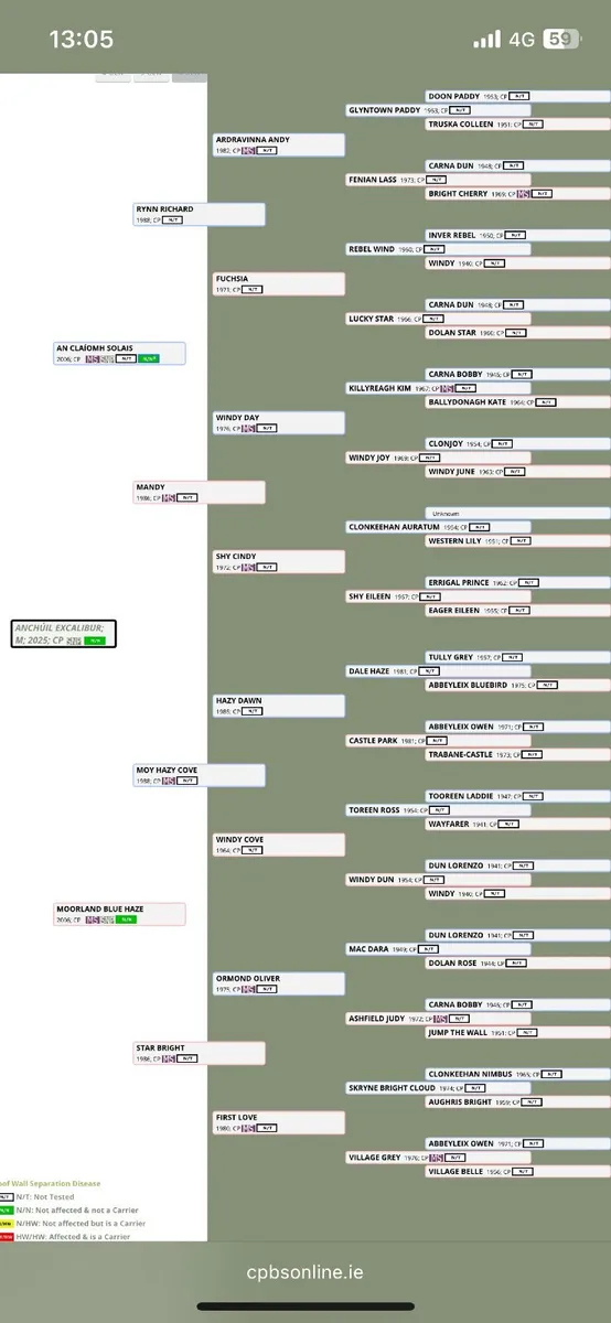 Connemara colt - Image 3