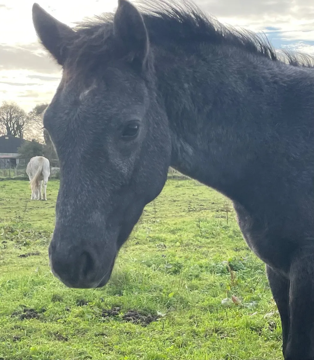 Connemara colt - Image 1