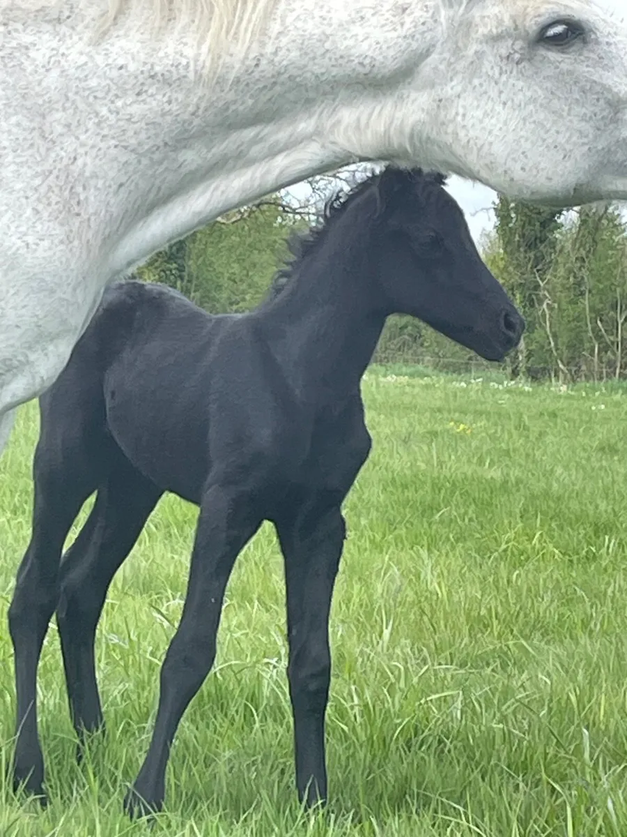 Connemara colt - Image 4