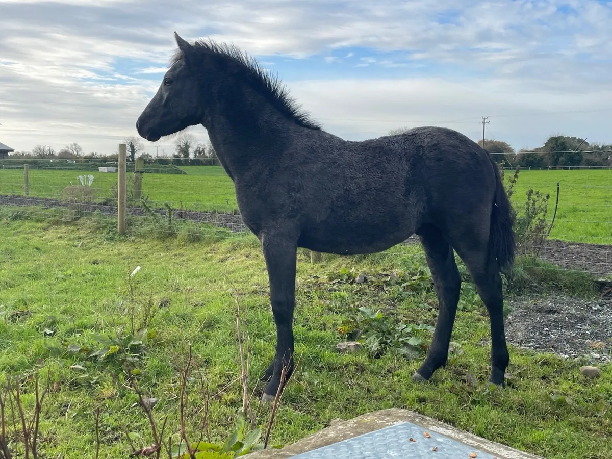 Connemara colt - Image 2