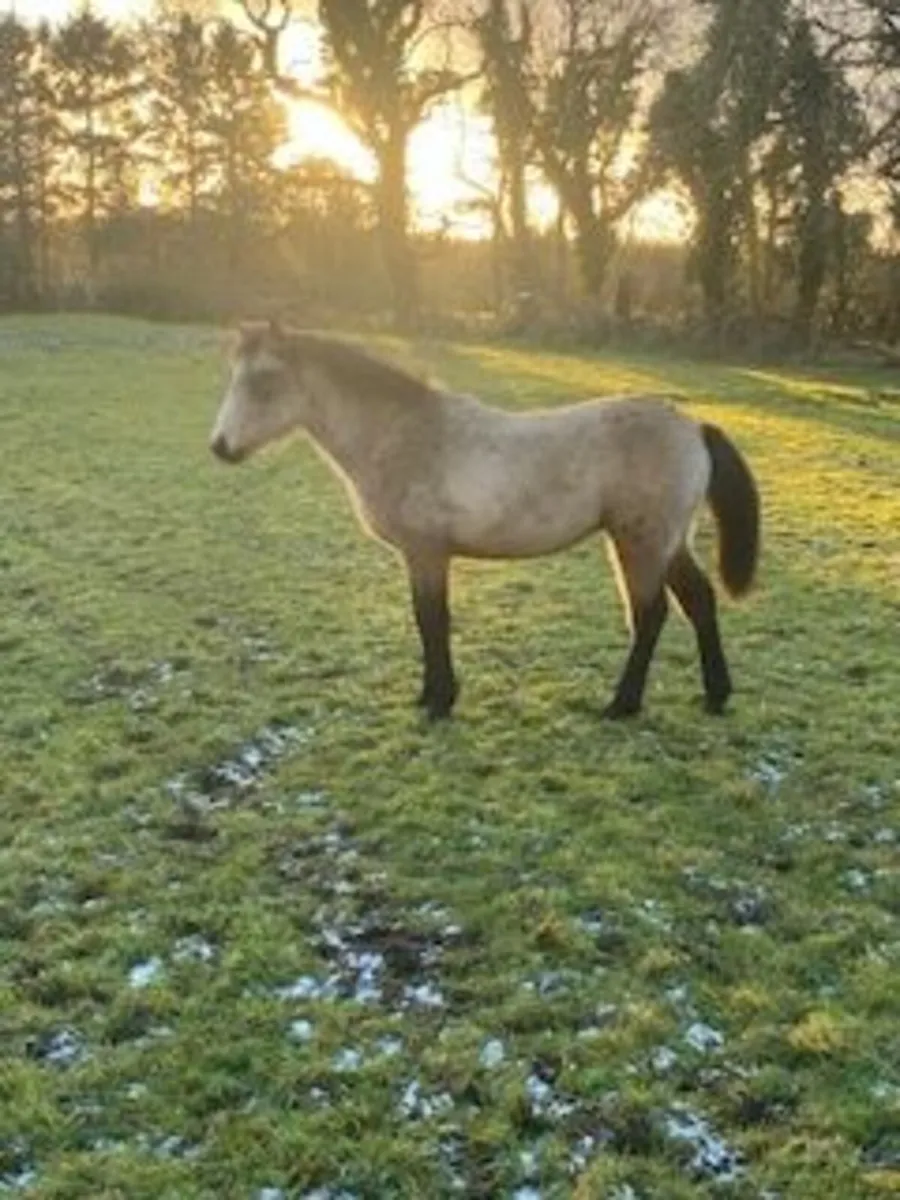 Beautiful Dun Connemara Foal - Image 3