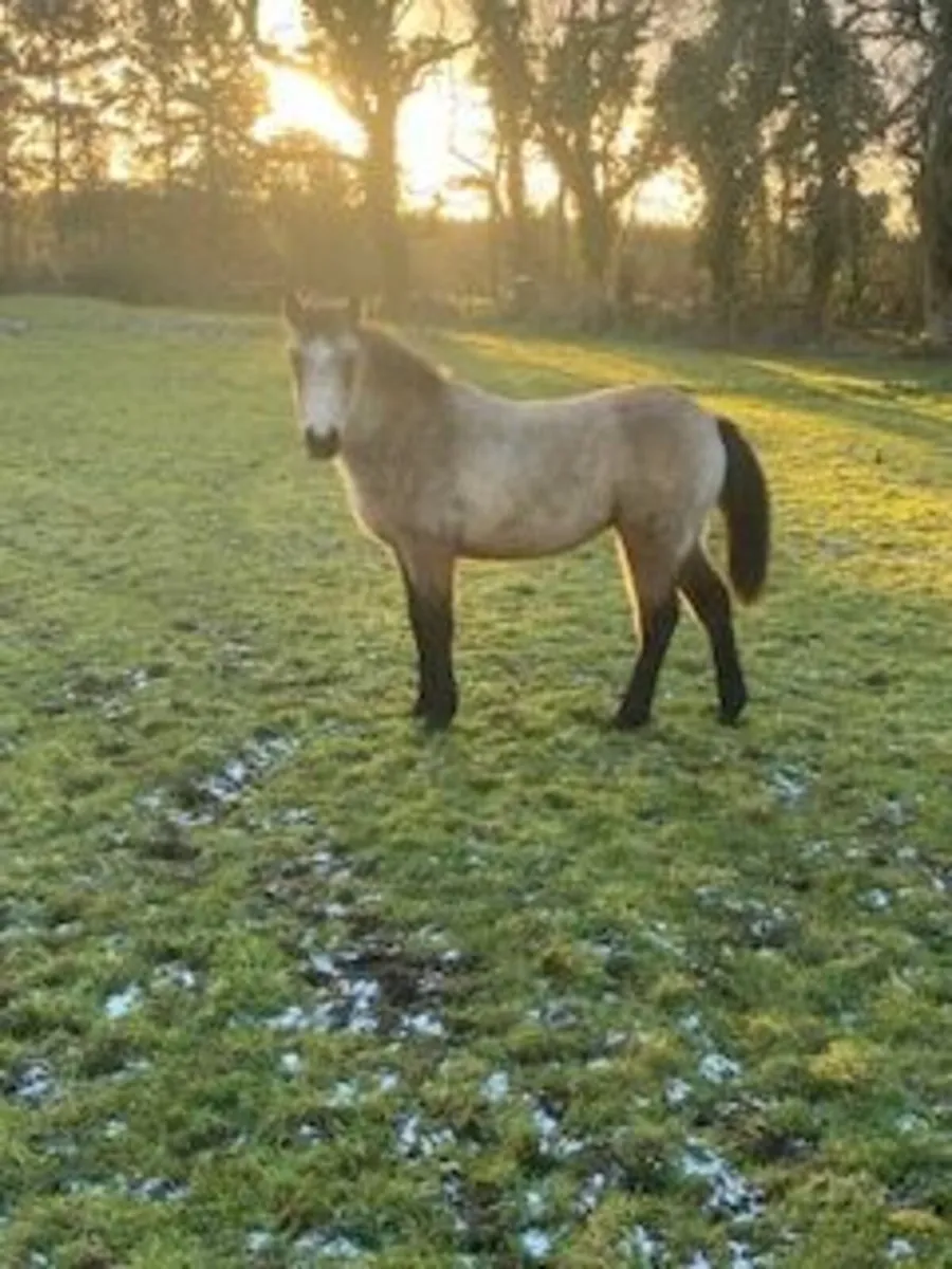 Beautiful Dun Connemara Foal - Image 1