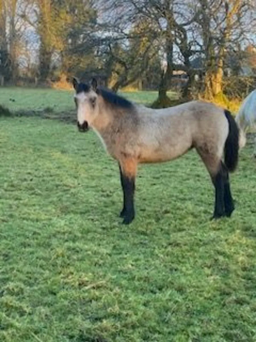 Beautiful Dun Connemara Foal - Image 2
