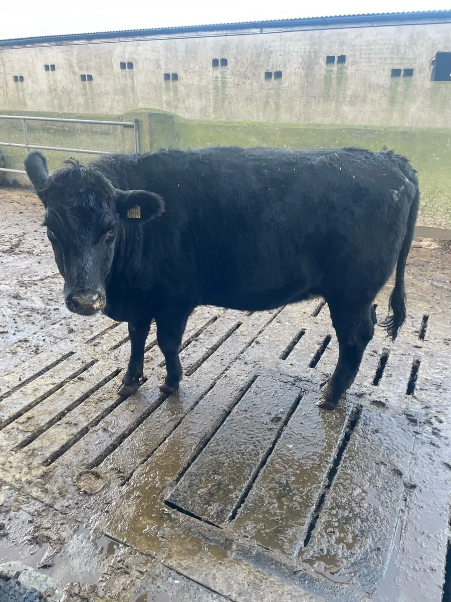 Incalf heifer - Image 1